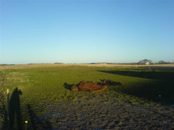 Shetlænder Gabbi *solgt* :'( - dejligt med en rulletur billede 17