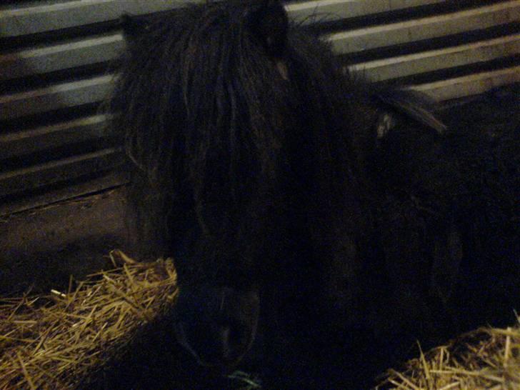 Shetlænder Gabbi *solgt* :'( - inde i boksen, hun elsker når man sætter sig ned og nusser med hende når hun ligger ned<3 billede 18