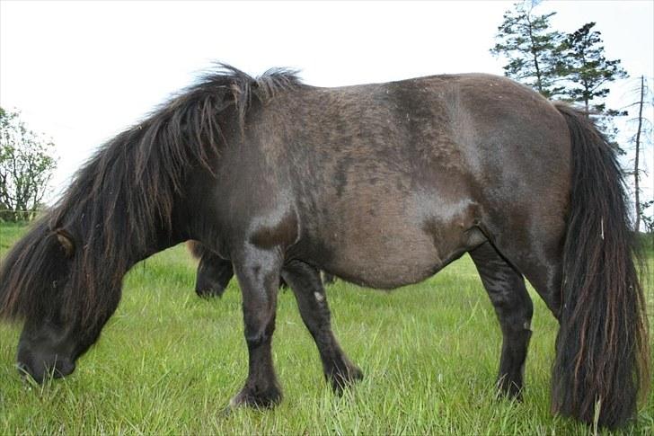 Shetlænder Gabbi *solgt* :'( - også med følmave :D billede 19