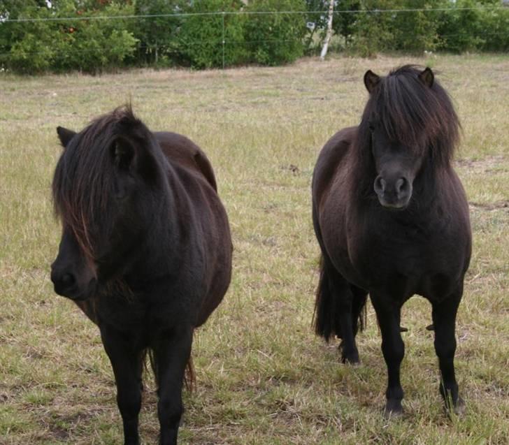 Shetlænder Gabbi *solgt* :'( - Gabbi og hendes nye bedste ven Kallisto.  billede 20