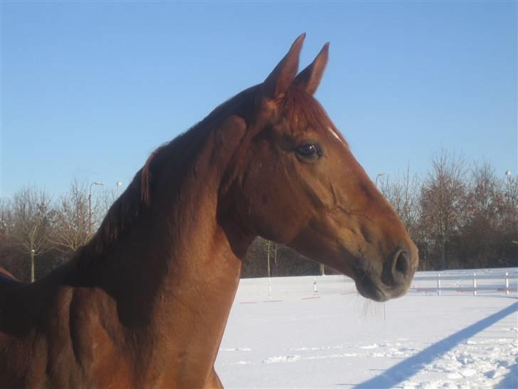 Hollandsk Varmblod Peggy Roos (R.I.P) billede 1