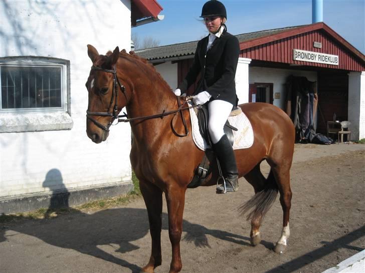 Hollandsk Varmblod Peggy Roos (R.I.P) - peggy og søde maria billede 4