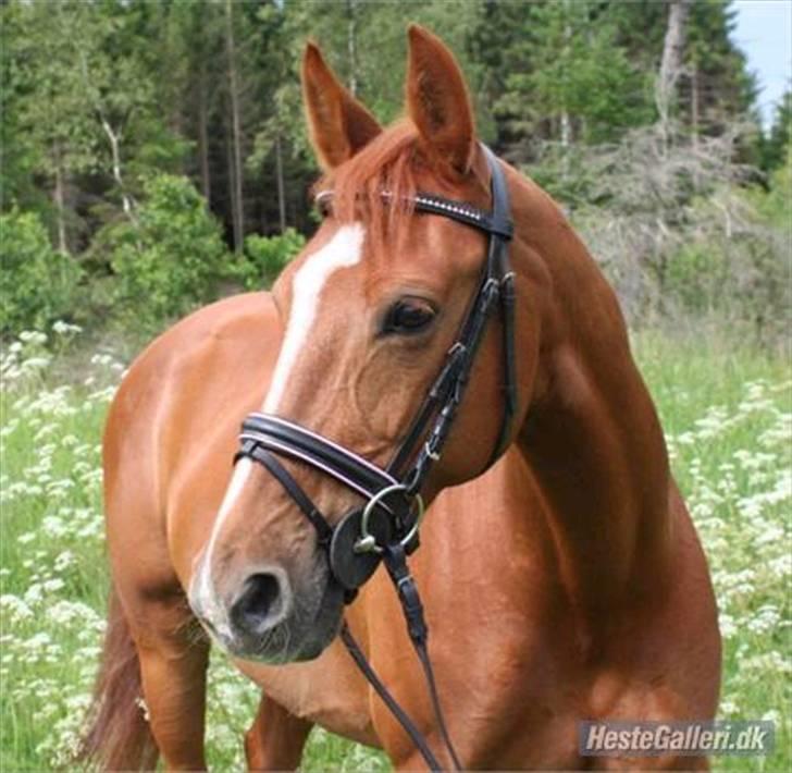 Hollandsk Varmblod Karola  - smuk pony billede 1