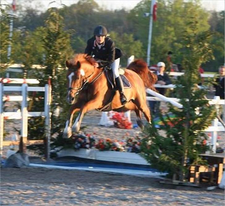 Hollandsk Varmblod Karola  - spring gamle ejer. ;) billede 4