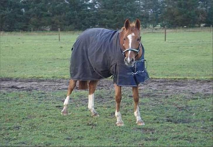 Hollandsk Varmblod Karola  - what´s up ;D billede 6