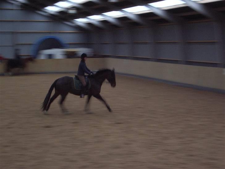 Trakehner Tripoli ( SOLGT) - julia aften :D billede 6