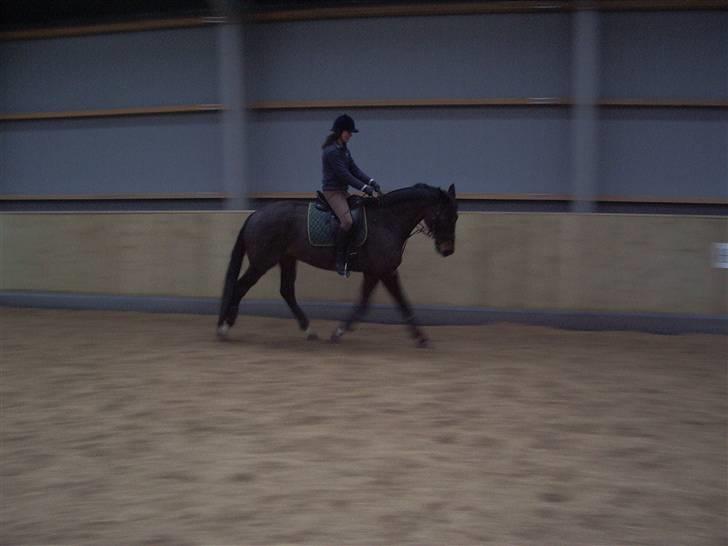 Trakehner Tripoli ( SOLGT) - jule aften :D billede 7