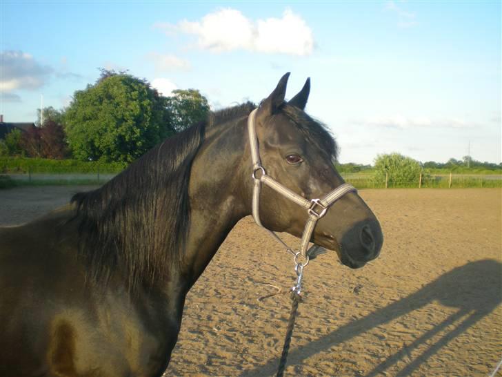 Arabisk fuldblod (OX) Halim el Dahab - Smuk.smukkere.smukkest d; Foto: Sarah Wulff billede 1