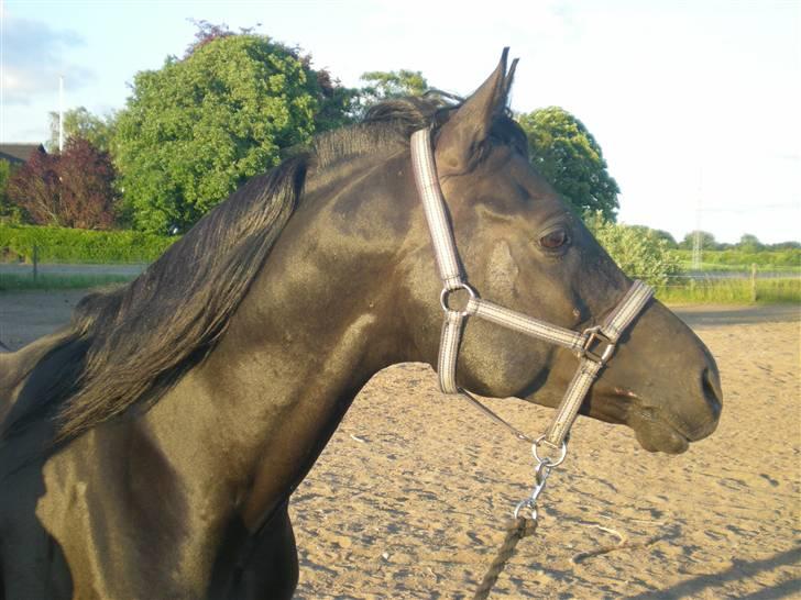 Arabisk fuldblod (OX) Halim el Dahab - Limse d; Foto: Sarah Wulff billede 5