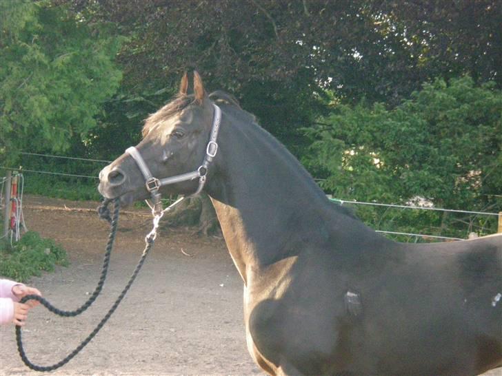 Arabisk fuldblod (OX) Halim el Dahab - Aarhg, din bandit Halim! :D Foto: Sarah Wulff billede 7