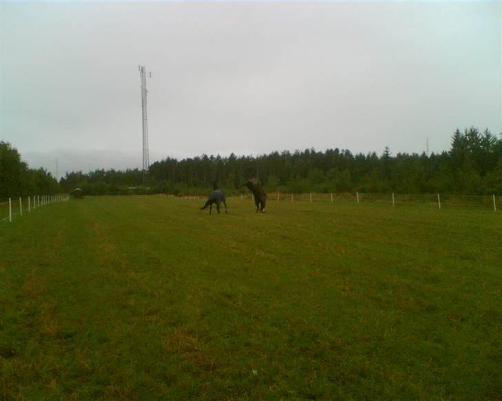 Anden særlig race Lightning R.I.P :'( - sårn ser det ud om morgen når de kommer på fold :) billede 7