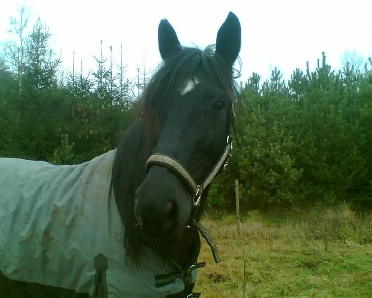 Anden særlig race Lightning R.I.P :'( billede 8