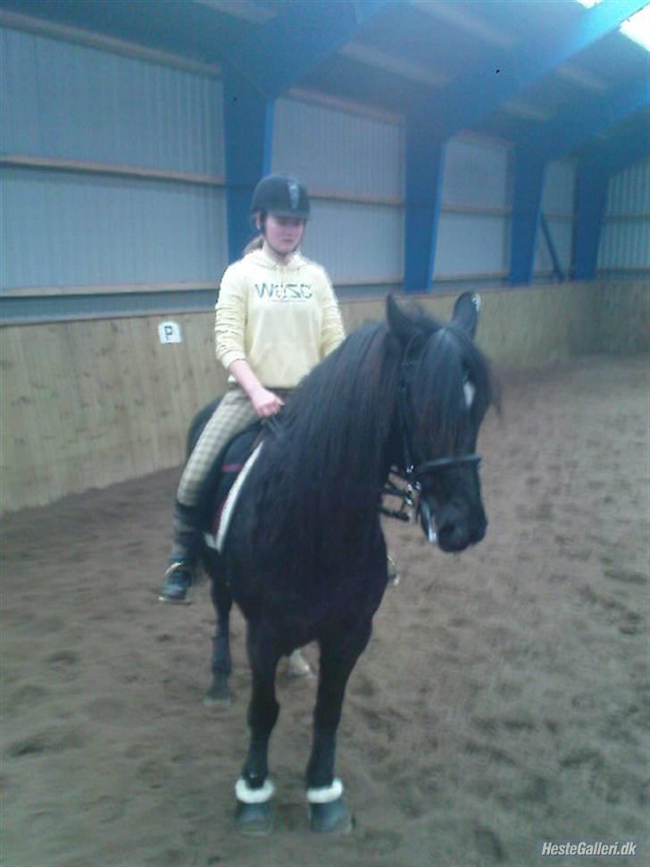 Anden særlig race Lightning R.I.P :'( - første gang han prøver at være i ridehus, tog det så flot billede 9
