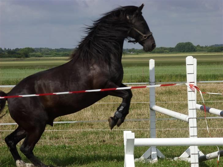Anden særlig race Lightning R.I.P :'( - beautiful boy!!  - du ist net Lightning <3 billede 10