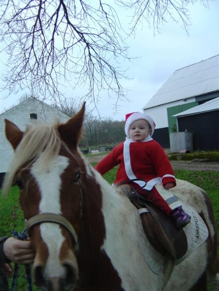 Pinto Kaluu Nyberg udlånt  - lille lærke på kaluu julen 2007 billede 6