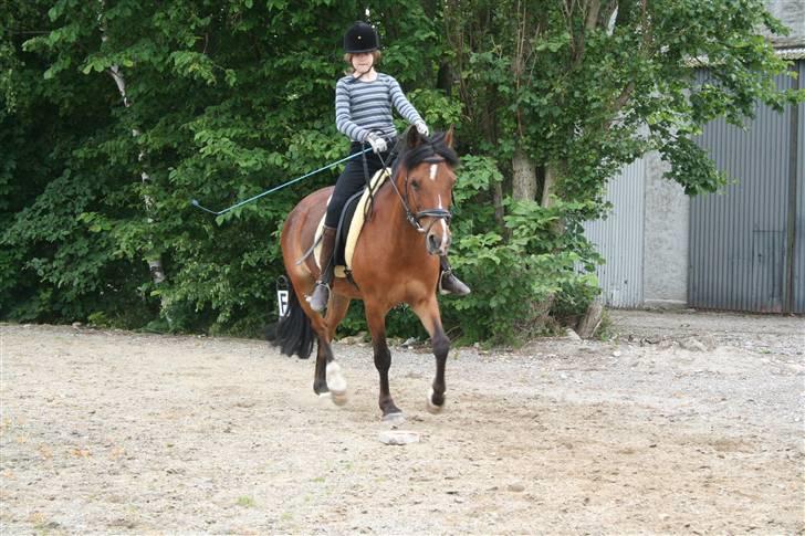 Anden særlig race Miss Malou - solgt - vi rider lidt dressur billede 4