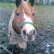 Anden særlig race Lyn Star - R.I.P