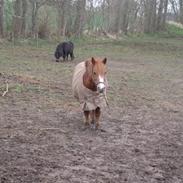 Anden særlig race Lyn Star - R.I.P