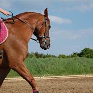 Anden særlig race Chili <3 Gammel part :/