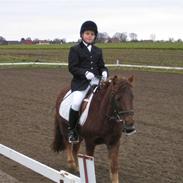 Anden særlig race felix (solgt)..:(