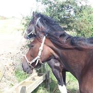 Traver Roccazino - (solgt)