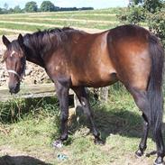 Traver Roccazino - (solgt)