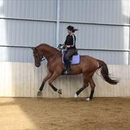 Dansk Varmblod Elmegårdens Lawa