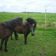 Anden særlig race Magnus R.I.P 19-01-2013