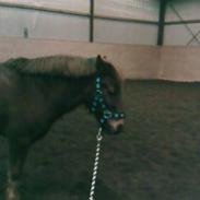 Anden særlig race felix (solgt)..:(