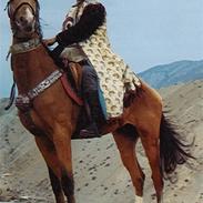 Akhal-Tekiner Meimli