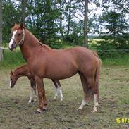 Anden særlig race Jolie. Solgt ):