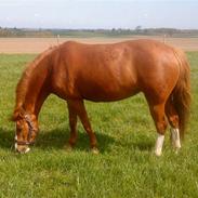 Anden særlig race Jolie. Solgt ):