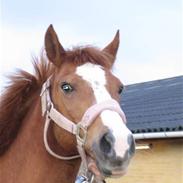 Anden særlig race Jolie. Solgt ):