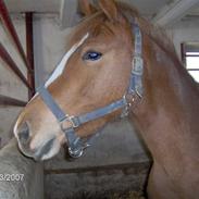 Anden særlig race A´ttila<33 død