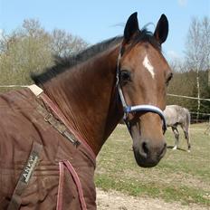 Hollandsk Sportspony Adelaide