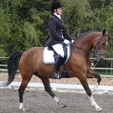 Hollandsk Sportspony Adelaide