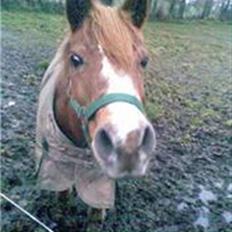 Anden særlig race Lyn Star - R.I.P