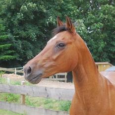 Anden særlig race Diango