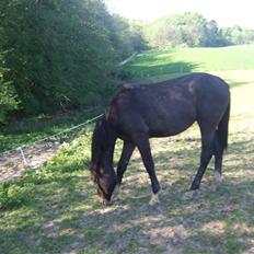 Dansk Varmblod Corento <3 R.I.P. <3