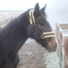 Dansk Varmblod Corento <3 R.I.P. <3