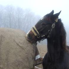 Dansk Varmblod Corento <3 R.I.P. <3