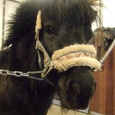 Anden særlig race Emma <3 Solgt og savnet<3