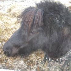 Anden særlig race Emma <3 Solgt og savnet<3