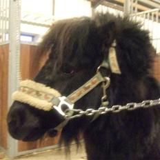 Anden særlig race Emma <3 Solgt og savnet<3