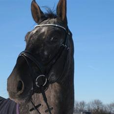 Polsk Varmblod Etos (solgt)