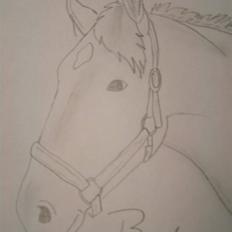 Welsh Cob (sec D) Berta 