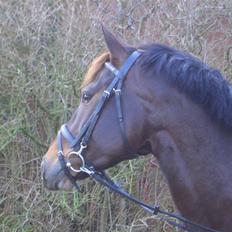 Anden særlig race Rosenhavens Freja | Solgt