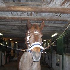 Anden særlig race Max