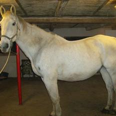 Anden særlig race Hudine #R.I.P#