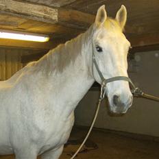 Anden særlig race Hudine #R.I.P#